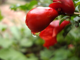 Pomegranate