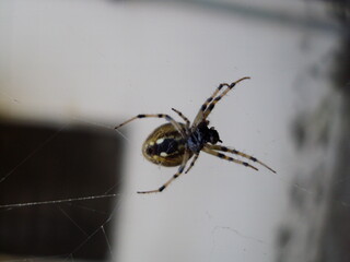 spider on the web