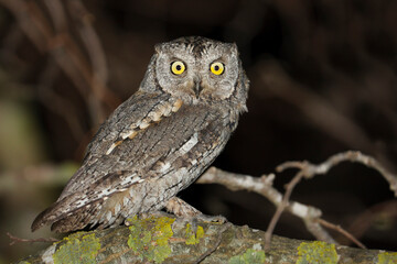 Dwergooruil, Eurasian Scops-Owl, Otus scops