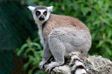  Katta (Lemur catta) Lemuren, Madagaskar