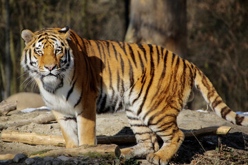 Fototapeta na wymiar Sibirische Tiger (Panthera tigris altaica) auch Amurtiger oder Ussuritiger, Raubtier