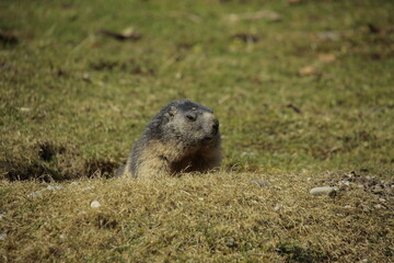 Murmeltiere (Marmota) Nagetier, Säugetier,  Alpen