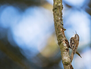 Taigaboomkruiper, Eurasian Treecreeper, Certhia familiaris