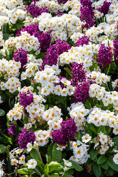 Springtime flower bed background of purple hyacinths and white primrose plants in a public park that produce a flower in spring during the months of March and April, stock photo image