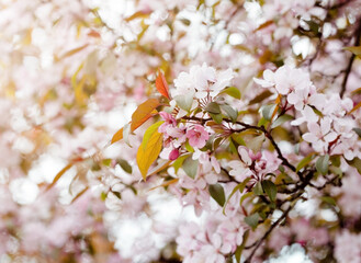 Spring flowers of decorative apple tree