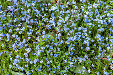 forget me not ( myosotis sylvatica) a spring summer flowering plant with a blue springtime flower which opens in April and May, stock photo image 