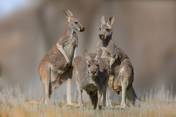 Graues Riesenkänguru (Macropus giganteus) Gruppe in Graslandschaft