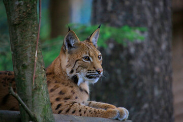 Eurasische Luchs oder Nordluchs (Lynx lynx) 