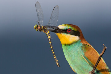 Bijeneter, European Bee-eater, Merops apiaster