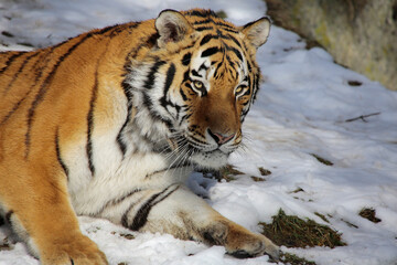 Obraz premium Sibirische Tiger (Panthera tigris altaica) auch Amurtiger oder Ussuritiger, Raubtier