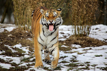 Sibirische Tiger (Panthera tigris altaica) auch Amurtiger oder Ussuritiger, Raubtier