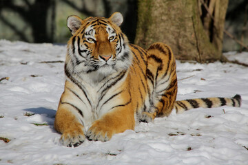 Fototapeta na wymiar Sibirische Tiger (Panthera tigris altaica) auch Amurtiger oder Ussuritiger, Raubtier
