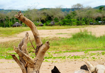 tree in the forest