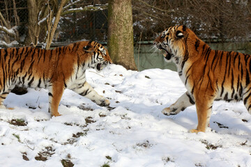 Sibirische Tiger (Panthera tigris altaica) auch Amurtiger oder Ussuritiger, zwei Tiere, Raubtier