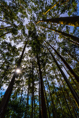 Pine Forest tree in Ooty  beautiful place to visit in udagamandalam