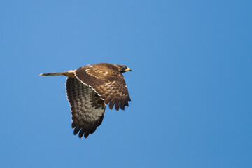 Wespendief, European Honey Buzzard, Pernis apivorus