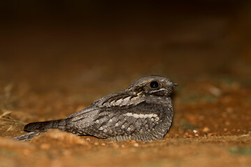 Nachtzwaluw, European Nightjar, Caprimulgus europaeus meridionalis