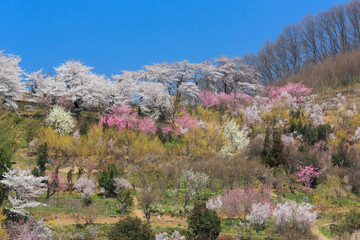 春の花見山