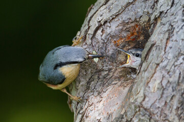 Boomklever, European Nuthatch, Sitta europaea caesia