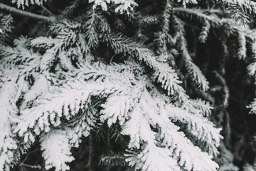 Spruce branches under the snow in the forest - a winter fairy tale christmas mood