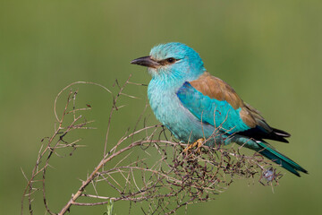 Scharrelaar, European Roller, Coracias garrulus semenowi