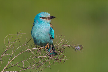Obraz premium Scharrelaar, European Roller, Coracias garrulus semenowi