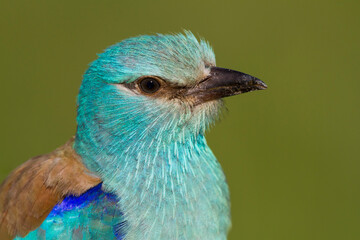Scharrelaar, European Roller, Coracias garrulus semenowi