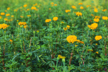 .Marigold fields in the morning