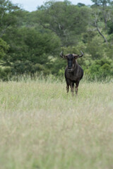 Safari Bilder Südafrika, Safari Photos South Africa
