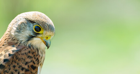 Close up of Lesser Kestrel falcon bird with copy space, bird banner.