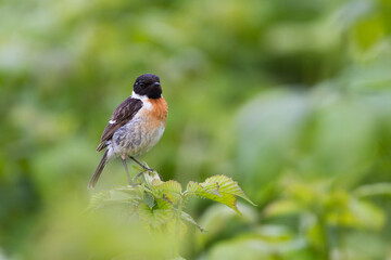 Roodborsttapuit, European Stonechat, Saxicola torqatus rubicola