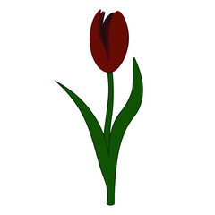 isolated vector red tulip on a white background