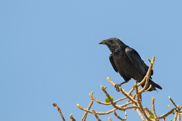 Waaierstaartraaf, Fan-tailed Raven, Corvus rhipidurus