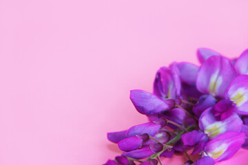 Fototapeta na wymiar purple lupine flowers with petals
