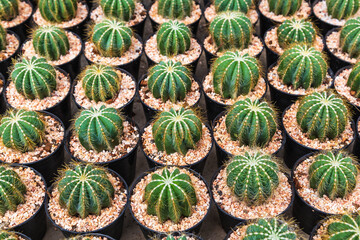Obraz premium Cactus in pots
