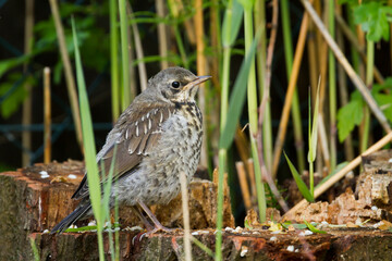 Kramsvogel, Fieldfare, Turdus pilaris