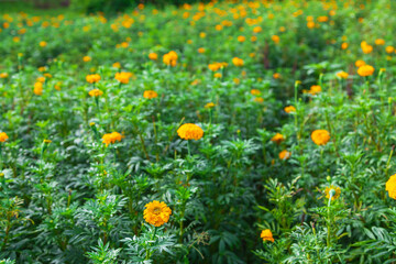.Marigold fields in the morning