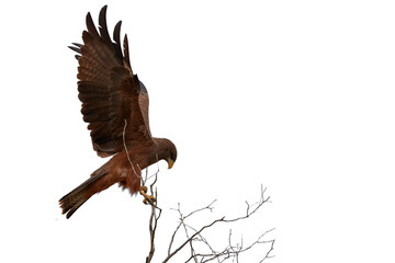 Isolated on white background, Black Kite, Milvus migrans, bird of prey, perched on top of branch with outstretched wings