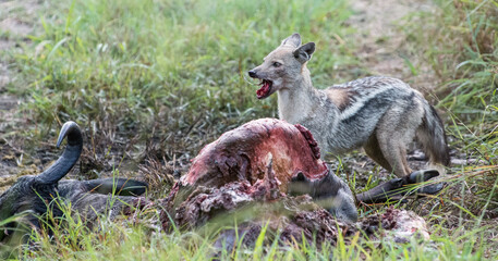 Safari Bilder S&uuml;dafrika, Safari Photos South Africa
