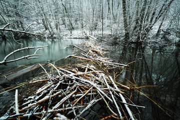 Beaver dam in the forest in winter on the Gynėvė river in Lithuania.