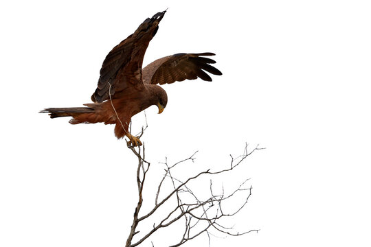 Isolated on white background, Black Kite, Milvus migrans, bird of prey, perched on top of branch with outstretched wings