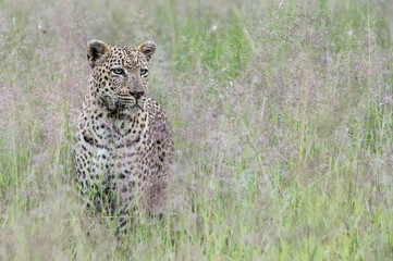 Safari Bilder Südafrika, Safari Photos South Africa
