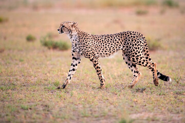 Side view of Cheetah, Acinonyx jubatus  walking in arid savanna. Typical Kalahari environment a few weeks after green season. On safari in the valley of Nossob river, Kgalagadi transfrontier park.