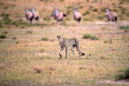 Hunting Cheetah, Acinonyx jubatus  walking directly into camera in arid savanna. Typical Kalahari environment a few weeks after green season. Valley of Nossob river, Kgalagadi transfrontier park