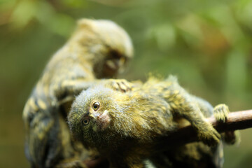 Two Pygmy marmosets, cebuella genus. Two smallest monkey native to Western Amazon basin rainforests, sitting on a branch, showing social behaviour, isolated against blurred jungle green background.