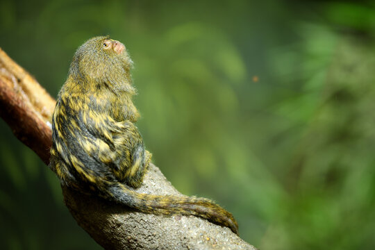 Pygmy marmoset. Smallest, rare monkey native to Western Amazon basin rainforests with olive painted fur, sitting on a branch isolated against blurred jungle green background. Animal in captivity.