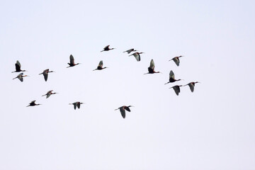 Zwarte Ibis, Glossy Ibis, Plegadis falcinellus