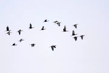 Fototapeten Zwarte Ibis, Glossy Ibis, Plegadis falcinellus © AGAMI