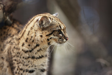 Portrait of a Geoffroy cat, Leopardus geoffroyi, a wild cat native to South America isolated...