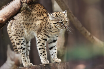 Geoffroy's cat, Leopardus geoffroyi, a wild cat native to South America on a branch against abstract background. Threatening posture, ears down. Night and lonely South American cat.